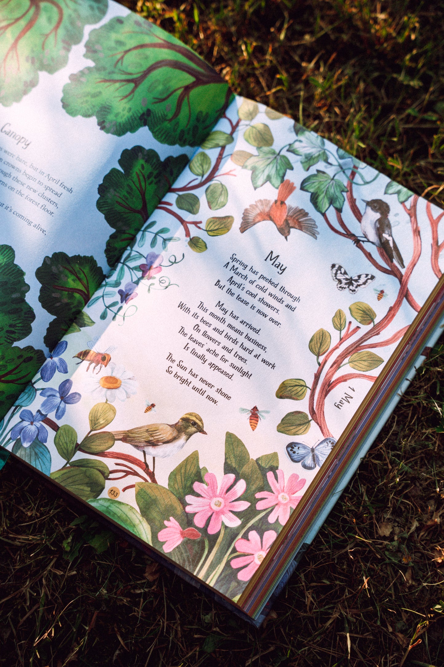 Kniha PŘEDOBJEDNÁVKA — A Year In The Forest