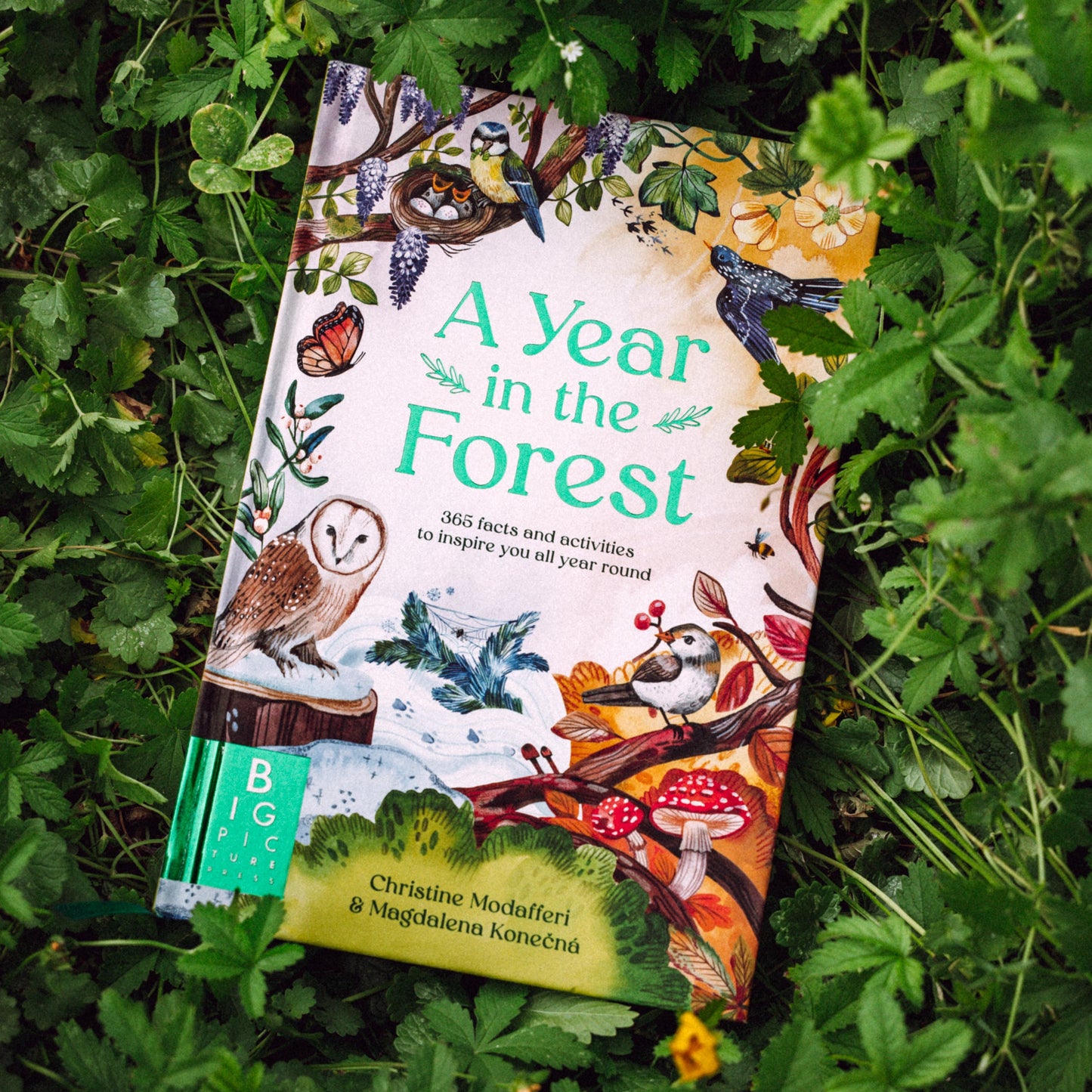 Kniha PŘEDOBJEDNÁVKA — A Year In The Forest