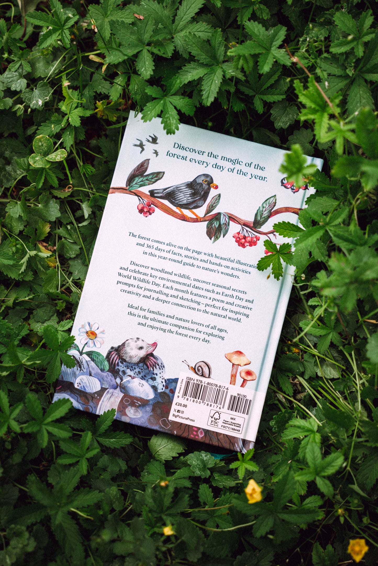 Kniha PŘEDOBJEDNÁVKA — A Year In The Forest