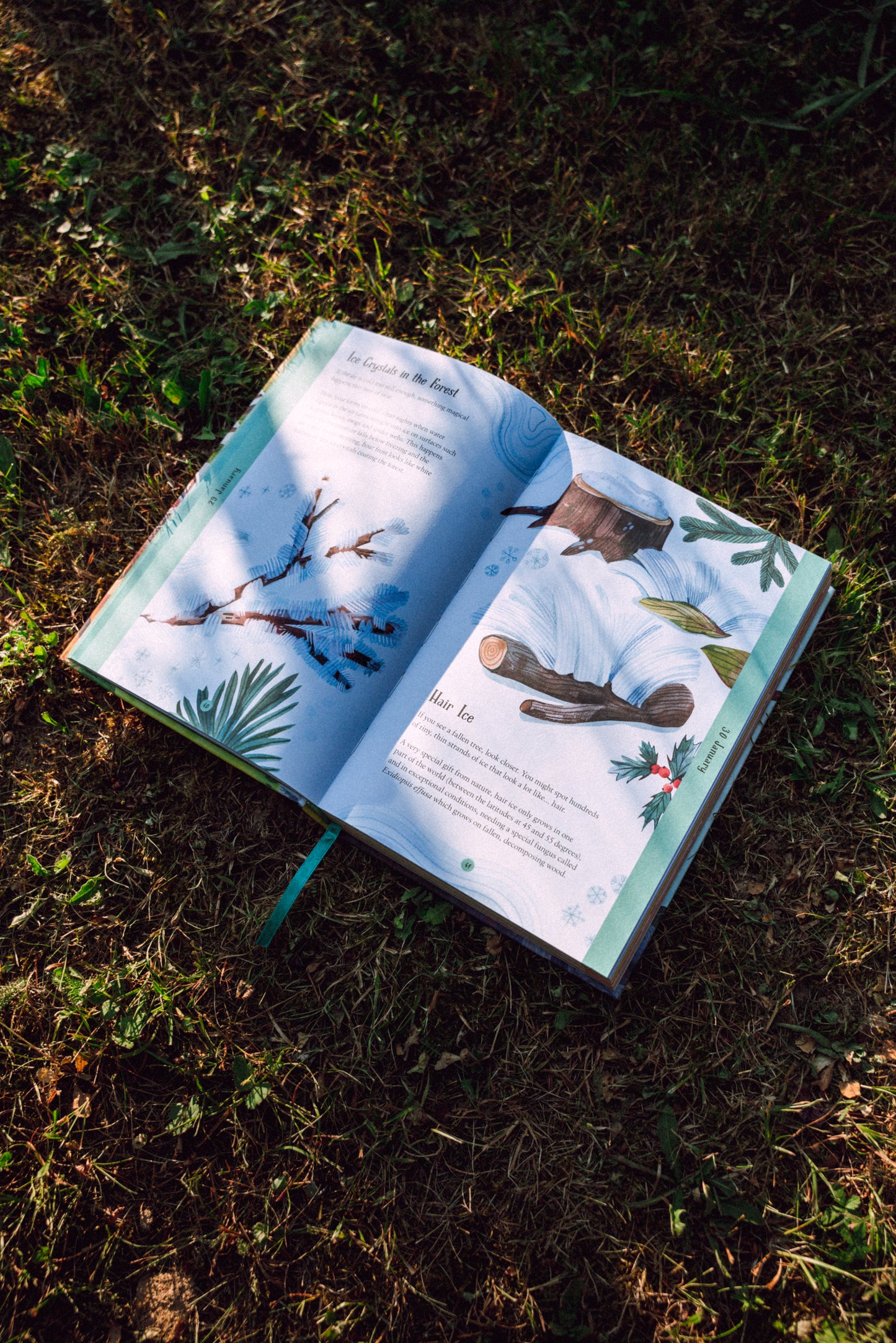 Kniha PŘEDOBJEDNÁVKA — A Year In The Forest